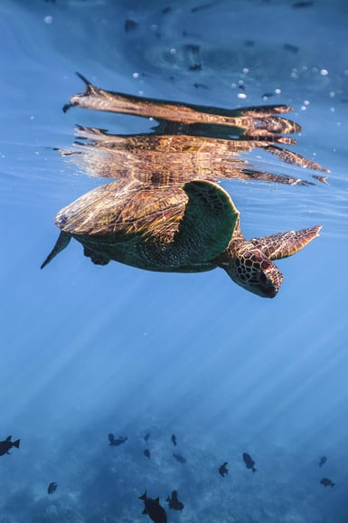 Oahu : sortie snorkeling à Waikiki Turtle Canyon avec des tortues de mer