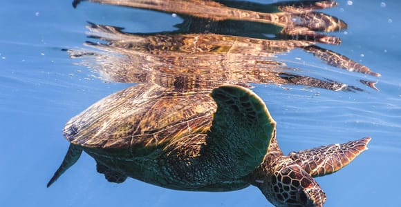 Oahu: Waikiki Turtle Canyon Snorkeling Tour with Sea Turtles