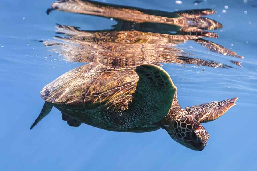 Oahu: Schnorcheltour in den Turtle Canyons von Waikiki mit Meeresschildkröten. Foto: GetYourGuide Oahu: Schnorcheltour in den Turtle Canyons von Waikiki mit Meeresschildkröten. Foto: GetYourGuide
