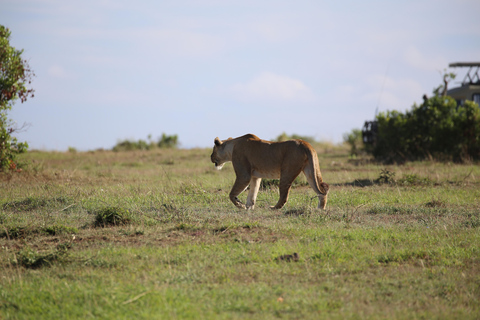 Tour di un giorno del Parco Nazionale di Amboseli e visita al villaggio Maasai