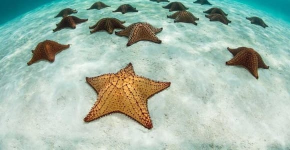 Blue lagoon snorkeling, Starfish & the rock restaurant visit