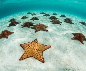 Snorkeling na lagoa azul, visita ao restaurante Starfish & the rock
