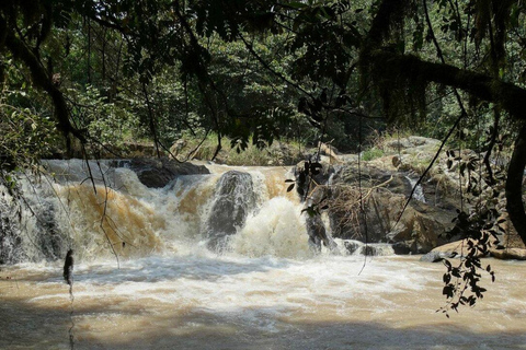 Kakamega Forest: Butterfly Walk with Naturalist Guide