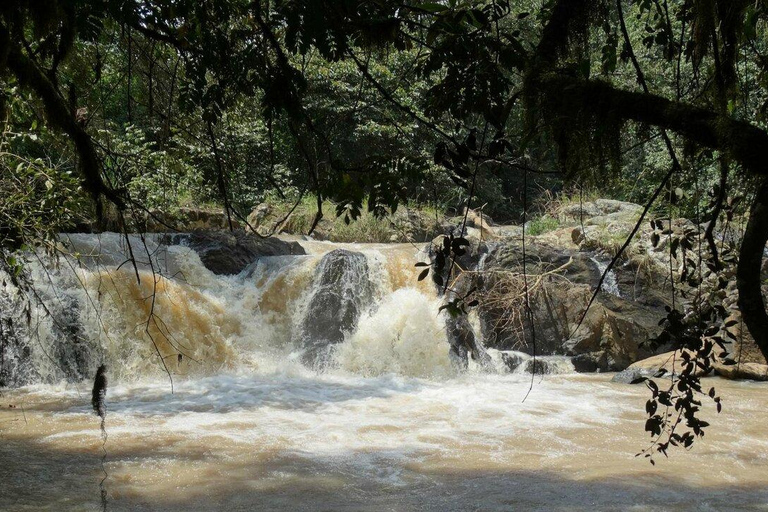 Kakamega Forest: Butterfly Walk with Naturalist Guide