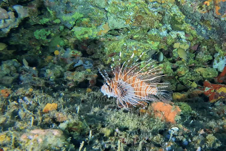 Moalboal : Scuba Diving Sardine Run and Turtle Chasing Scuba Diving: Sardine Run, Turtle Chasing &Pescador Island
