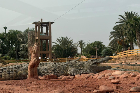 Agadir: Spotting goats in the Argan trees and visit to Crocoparc
