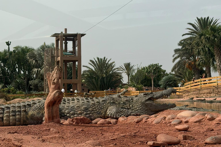 Agadir: Spotting goats in the Argan trees and visit to Crocoparc