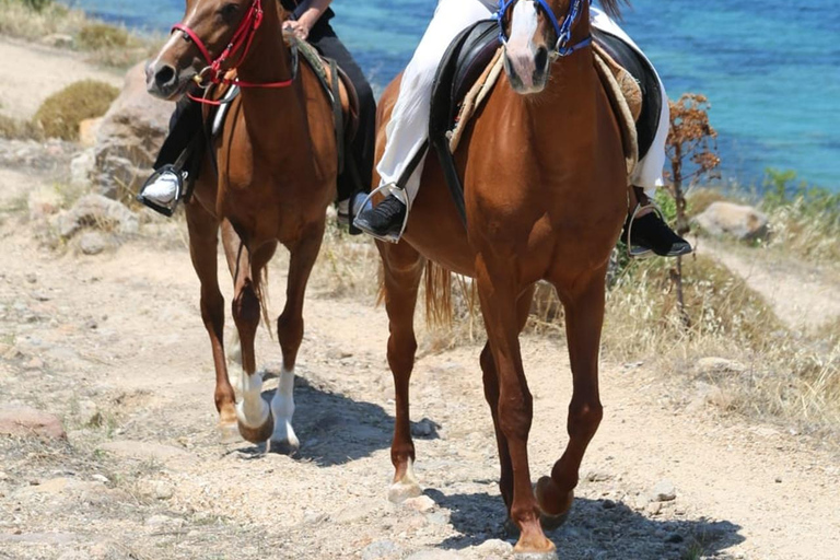 Bodrum: Horseback Riding Adventure with Hotel Pickup 2-Hour Forest & Beach Horse Riding with Transfers