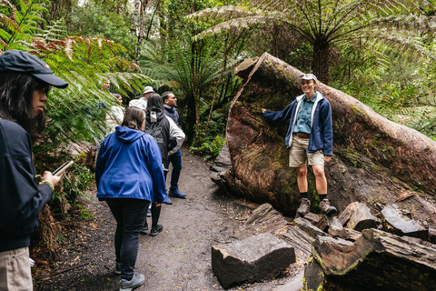 Von Melbourne aus: Great Ocean Road TagestourAb Melbourne: Great Ocean Road - Tagestour