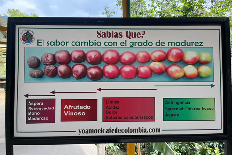 From Bogotá: Cerro Monserrate or Guadalupe and All-Inclusive Coffee Sightseeing Tour