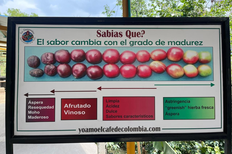 From Bogotá: Cerro Monserrate or Guadalupe and All-Inclusive Coffee Sightseeing Tour