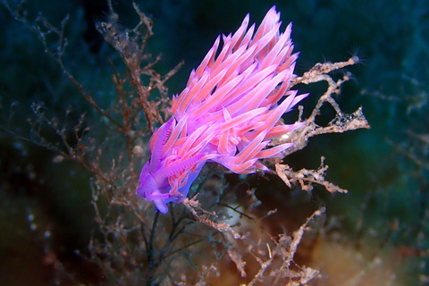 La Maddalena &amp; Lavezzi : plongée sous-marine pour les plongeurs certifiés.