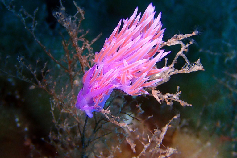 La Maddalena &amp; Lavezzi : plongée sous-marine pour les plongeurs certifiés.