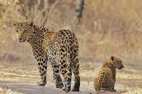 2-Days Luxury Jaipur City Tour With Tiger &amp; Leopard SafariTour With 4-Star Accommodation