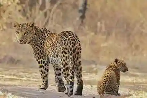 Tour di lusso di 2 giorni della città di Jaipur con safari della tigre e del leopardo