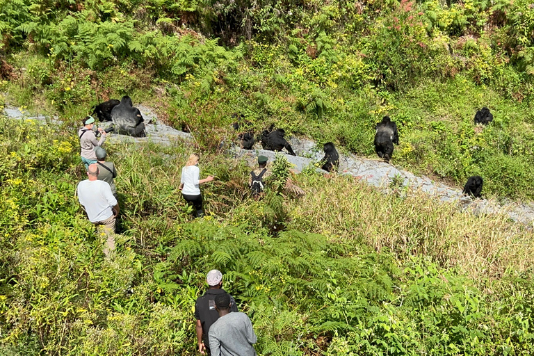 Experiencia de senderismo de 4 días por los gorilas de Ruanda y Uganda