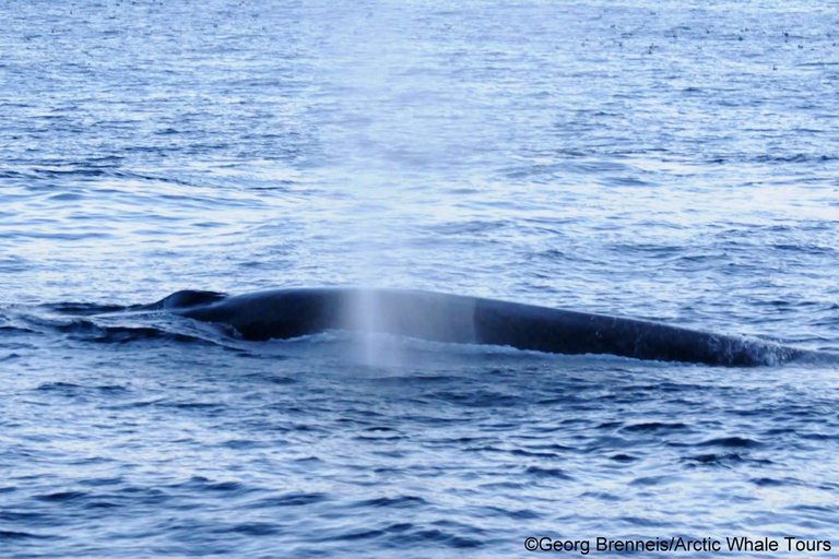 Tromsø: Responsible Whale Watching Cruise Aboard MS Alba