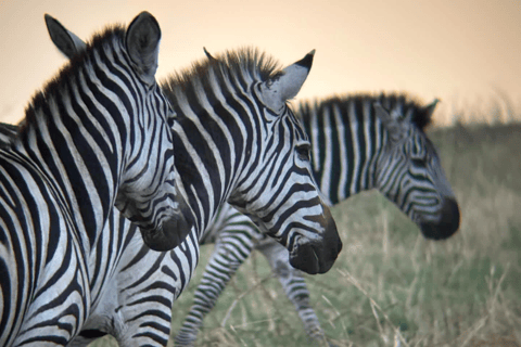Tanzania: 13-Day Safari & Zanzibar Beach Holiday