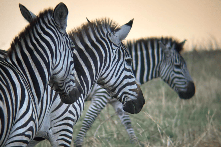 Tanzania: 13-Day Safari & Zanzibar Beach Holiday
