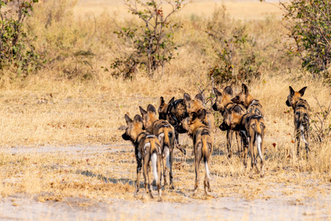 Botswana: Savuti, Khwai, & Moremi 7-Day Mobile Safari