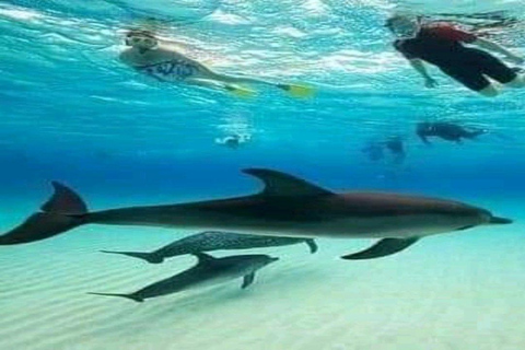 Aventure partagée d&#039;une demi-journée de plongée avec tuba et plage sur l&#039;île de Mnemba