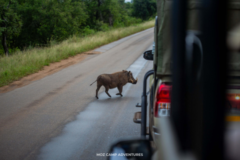 Kruger Park: Big Five Photography Expedition from Maputo