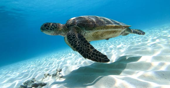 Muscat: Daymaniyat Islands Snorkeling Adventure