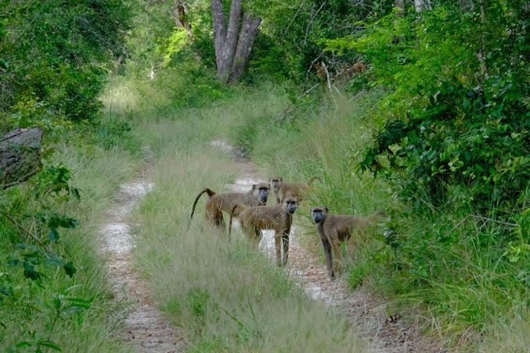 Malindi/Watamu: Half day adventure in Arabuko Sokoke Forest