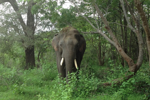 From Sigiriya/Dambulla : Minneriya National Park Wild Safari