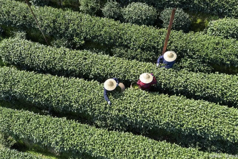 From Shanghai: West Lake Hiking Day Trip with Longjing Tea private tour option