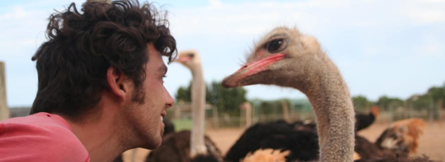Mallorca : Artestruz - Entrée du billet de l'élevage d'autruches