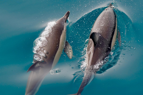 Benalmádena: Tour en barco para avistar delfinesBenalmádena: tour en barco para avistar delfines