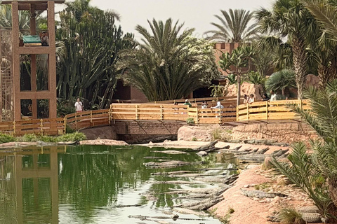 Agadir: Spotting goats in the Argan trees and visit to Crocoparc