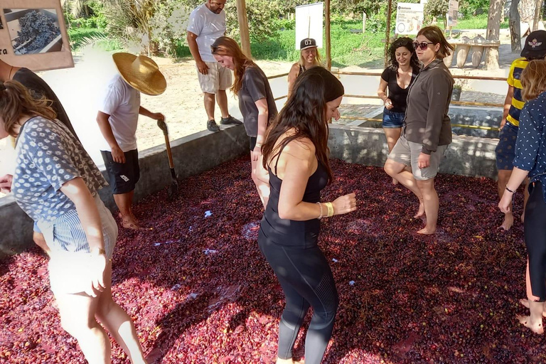 Depuis Ica ou Huacachina : visite du vignoble et de la cave artisanale de Tacama.