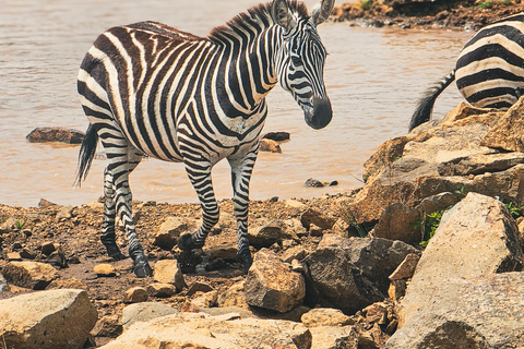 Nairobi National Park: Photography-Focused Safari
