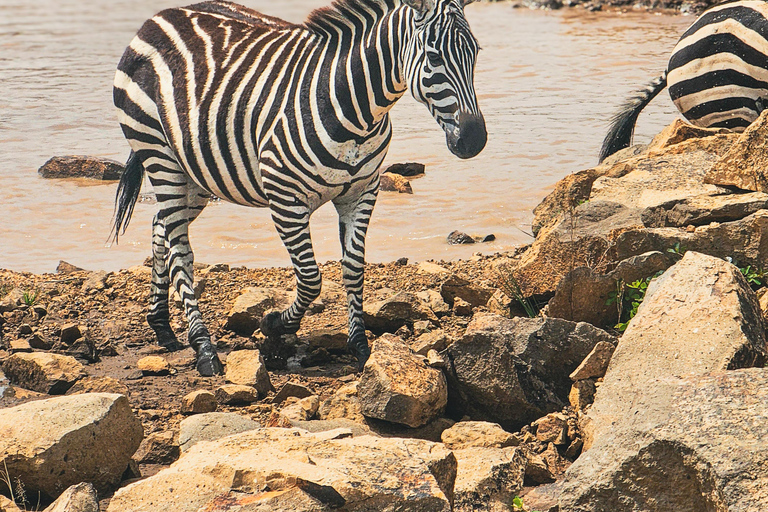 Nairobi National Park: Photography-Focused Safari
