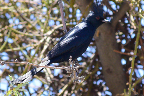From Scottsdale: Madera Canyon Full-Day Nature Tour