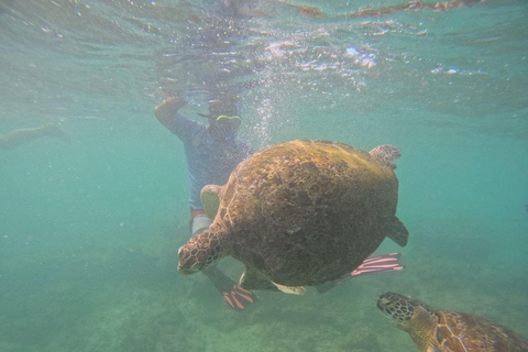 Mirissa: Thalaramba Beach Snorkeling Tour with Sea Turtles