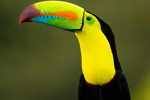 Guanacaste: Sloth Sanctuary and Waterfall Adventure