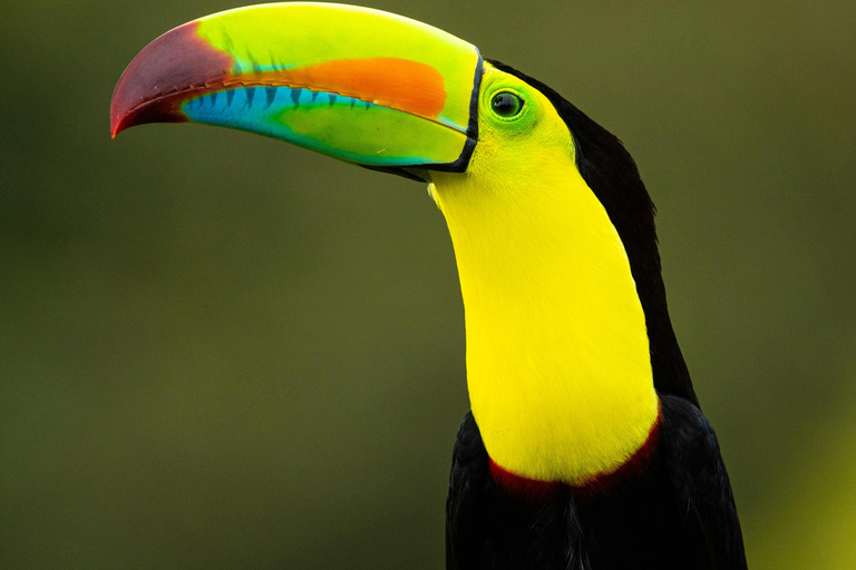 Guanacaste: Sloth Sanctuary and Waterfall Adventure