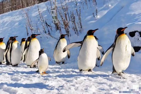 Sapporo: Otaru Day Trip-Mt. Tengu & Aquarium in small group start from Sapporo station