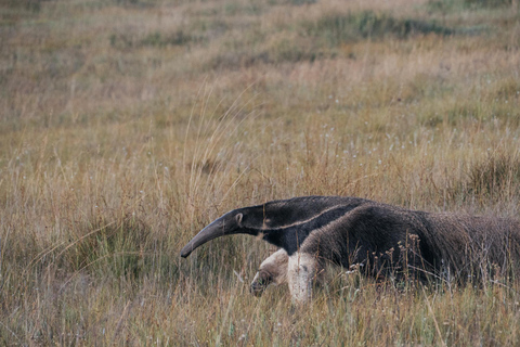From São Paulo: 5-Day Serra da Canastra Wildlife Safari
