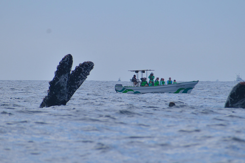 Cabo: Whale-Whatching Boat Trip w/ All-Women Crew and Photos