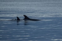 Alta, Alta Fjord Whale Watching Tour - Hizvo