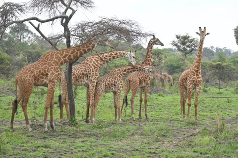 5-Day Wildlife Safari with Kigali City Tour and Lake Kivu.