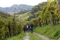 Valdobbiadene Hills, e-bike tour met eten en wijnproeverij - Housity