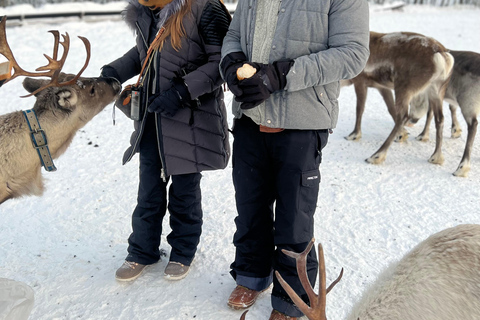 Tromsø: Esperienza con le renne in un campo samiEsperienza privata con le renne in un campo sami