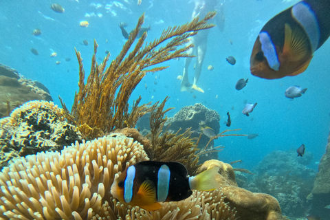 Nusa Penida: Afternoon Manta Snorkeling & Kelingking Sunset Afternoon Manta Snorkeling & Kelingking Sunset with Transfer