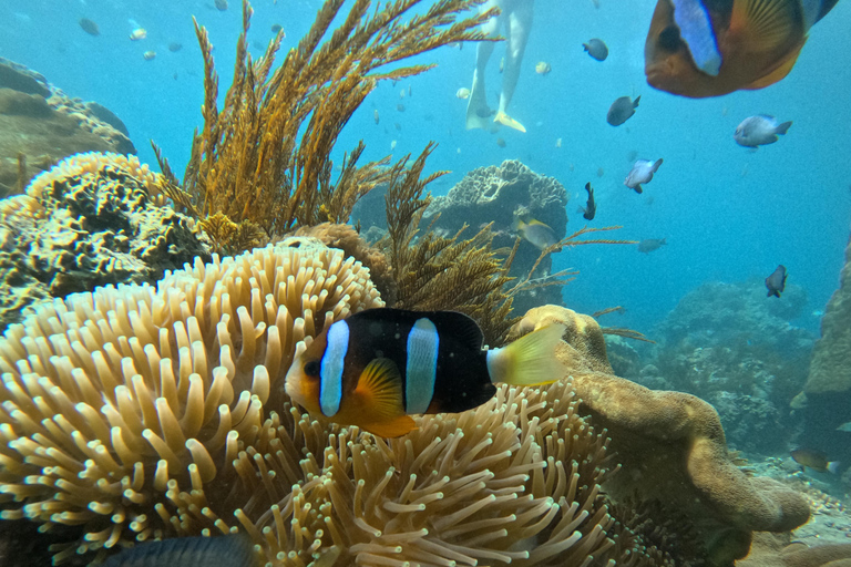 Nusa Penida: Afternoon Manta Snorkeling & Kelingking Sunset Afternoon Manta Snorkeling & Kelingking Sunset with Transfer