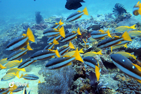 Puerto Princesa: Guided Diving Tour with Snacks Puerto Princesa: 3 Guided Diving Tour with Lunch